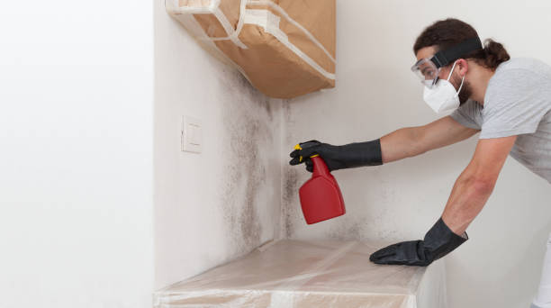 Professional Basement Mold Remediation technician working in Moonachie, NJ