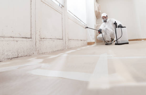 24/7 Emergency Basement Mold Remediation experts in Moonachie, NJ